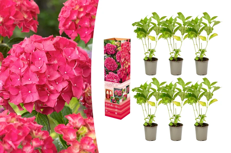 Lot de 6 hortensias rouges - Hydrangea macrophylla