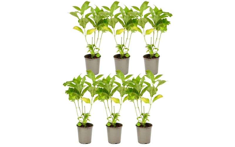 Lot de 6 hortensias rouges - Hydrangea macrophylla
