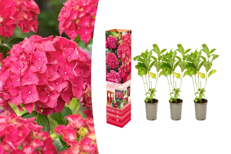Lot de 3 hortensias rouges - Hydrangea macrophylla