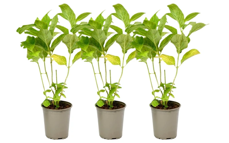 Lot de 3 hortensias rouges - Hydrangea macrophylla