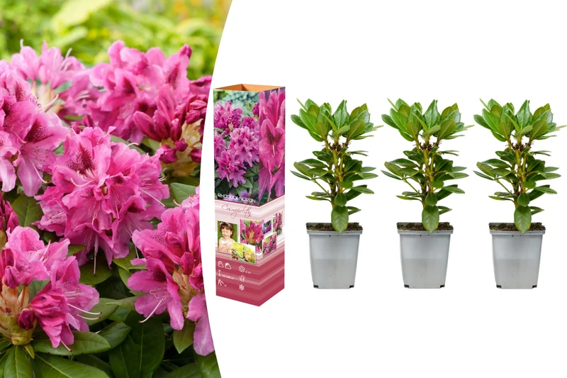 Lot de 3 rhododendrons rouges/roses vifs - 'Cosmopolitan'