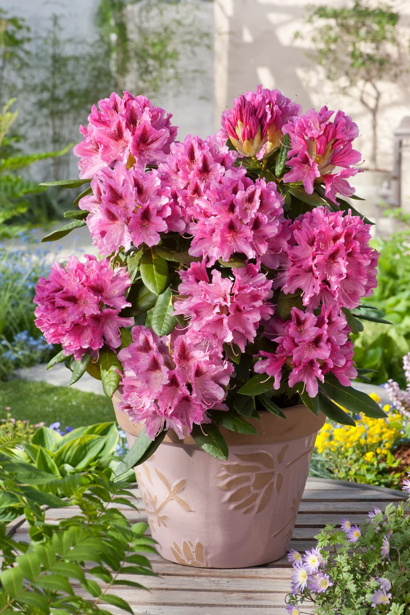 Lot de 3 rhododendrons rouges/roses vifs - 'Cosmopolitan'