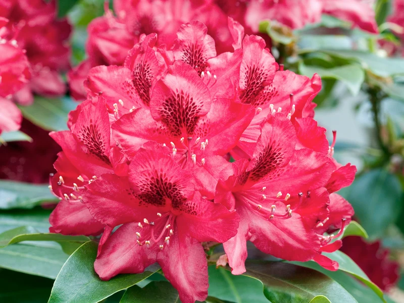 Lot de 3 rhododendrons rouges - 'Nova Zembla'