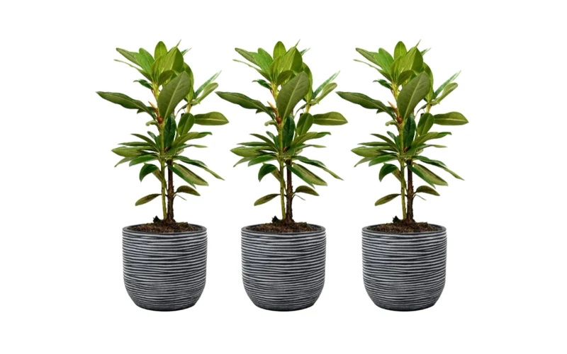 Lot de 3 rhododendrons 'Cunningham'