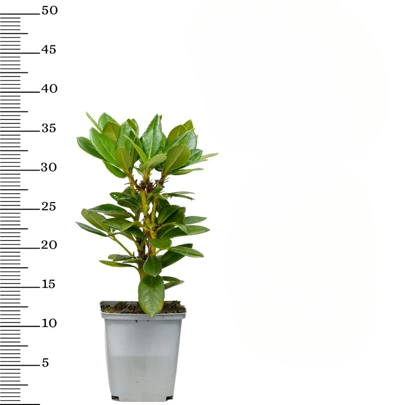 Lot de 3 rhododendrons 'Cunningham'