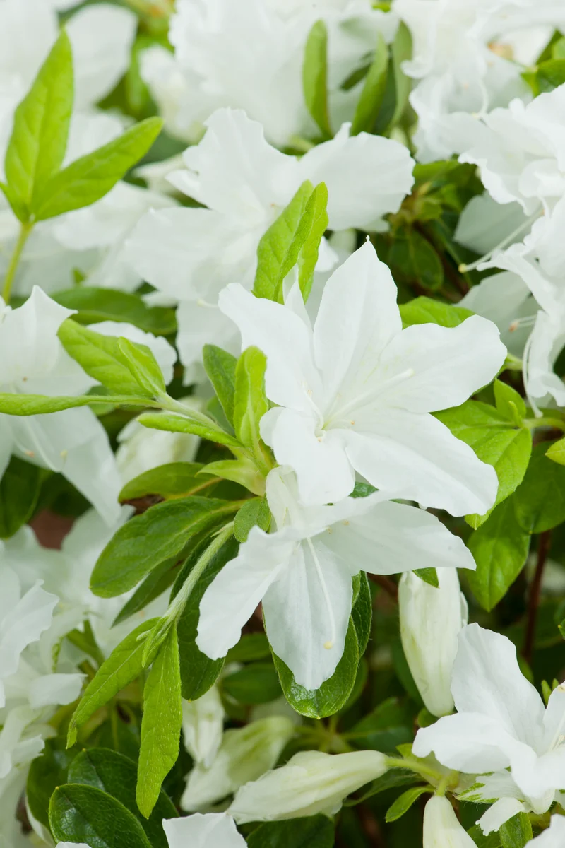 Lot de 3 azalées blanches