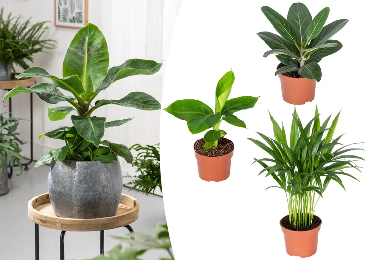 Set de 3 plantes d'intérieur exotiques