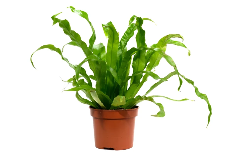 Set de 3 plantes d'intérieur fougères