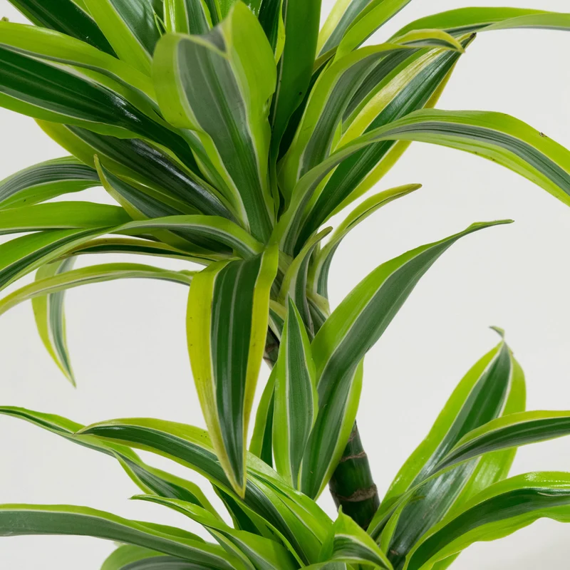 Mix de 4 plantes d'intérieur Tendance (1x Croton Sunny Star, 1x Ficus Natasja, 1x Dracaena Lemon Lime, 1x Dieffenbachia Camilla) 20-30 cm