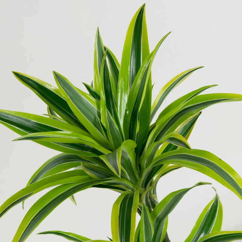Mix de 4 plantes d'intérieur Tendance (1x Croton Sunny Star, 1x Ficus Natasja, 1x Dracaena Lemon Lime, 1x Dieffenbachia Camilla) 20-30 cm