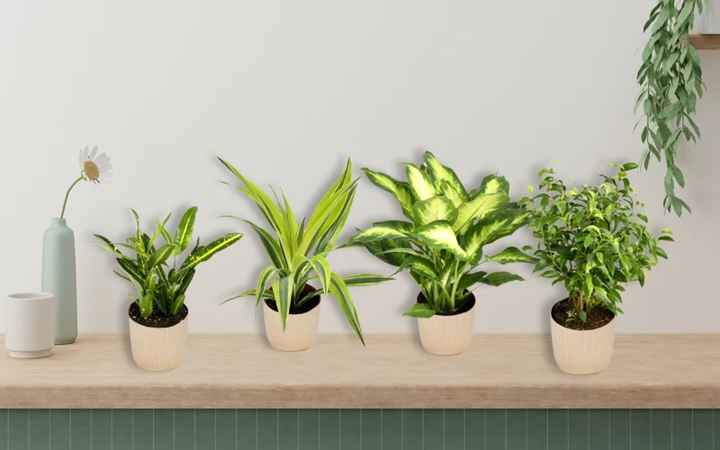 Mix de 4 plantes d'intérieur Tendance (1x Croton Sunny Star, 1x Ficus Natasja, 1x Dracaena Lemon Lime, 1x Dieffenbachia Camilla) 20-30 cm