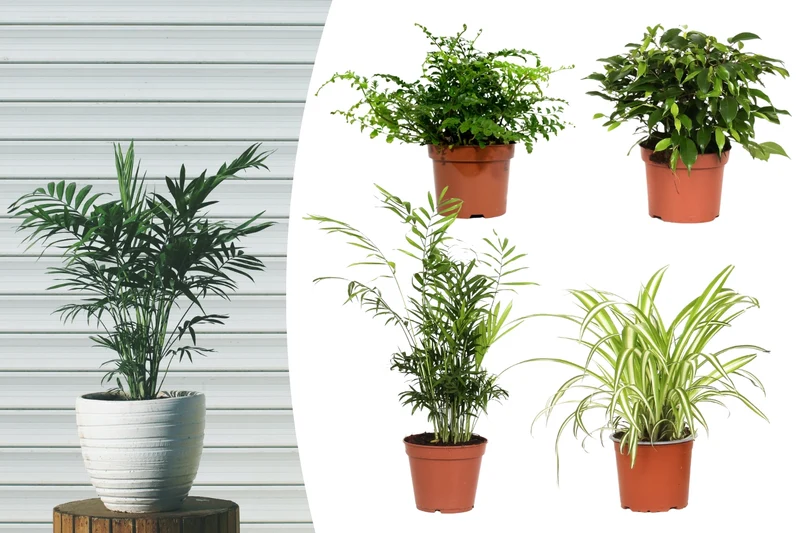 Ensemble de 4 plantes d'intérieur faciles d'entretien (1x Chlorophytum Variegatum, 1x Chamadorea Elegans, 1x Asplenium Parvati, 1x Ficus Kinky®) 30-45 cm