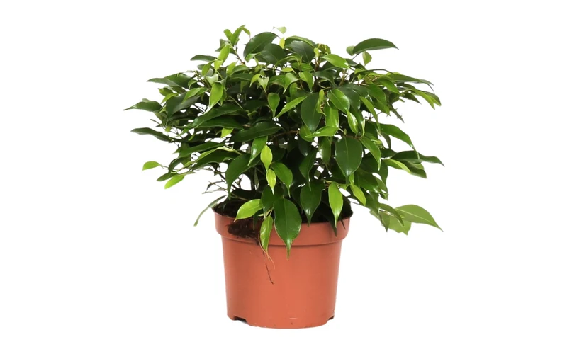 Ensemble de 4 plantes d'intérieur faciles d'entretien (1x Chlorophytum Variegatum, 1x Chamadorea Elegans, 1x Asplenium Parvati, 1x Ficus Kinky®) 30-45 cm