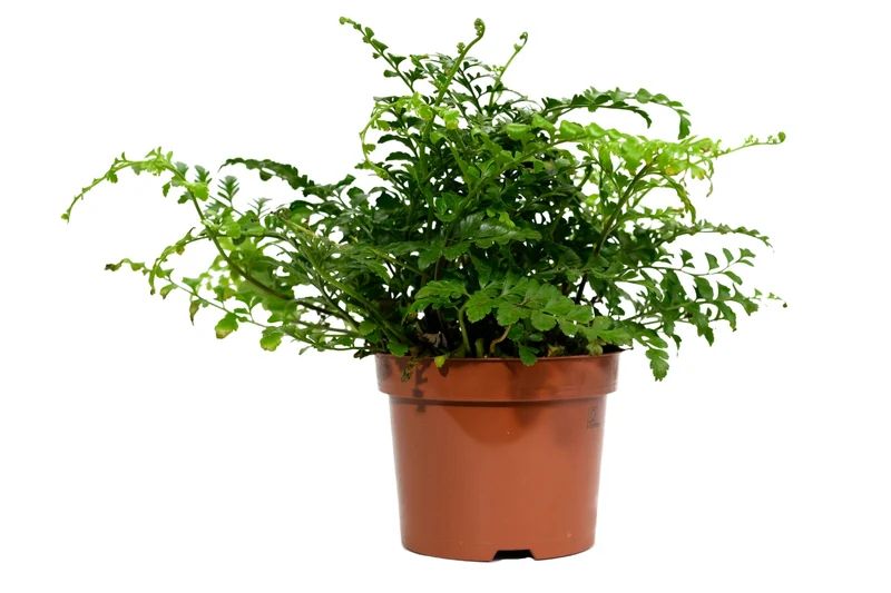 Ensemble de 4 plantes d'intérieur faciles d'entretien (1x Chlorophytum Variegatum, 1x Chamadorea Elegans, 1x Asplenium Parvati, 1x Ficus Kinky®) 30-45 cm
