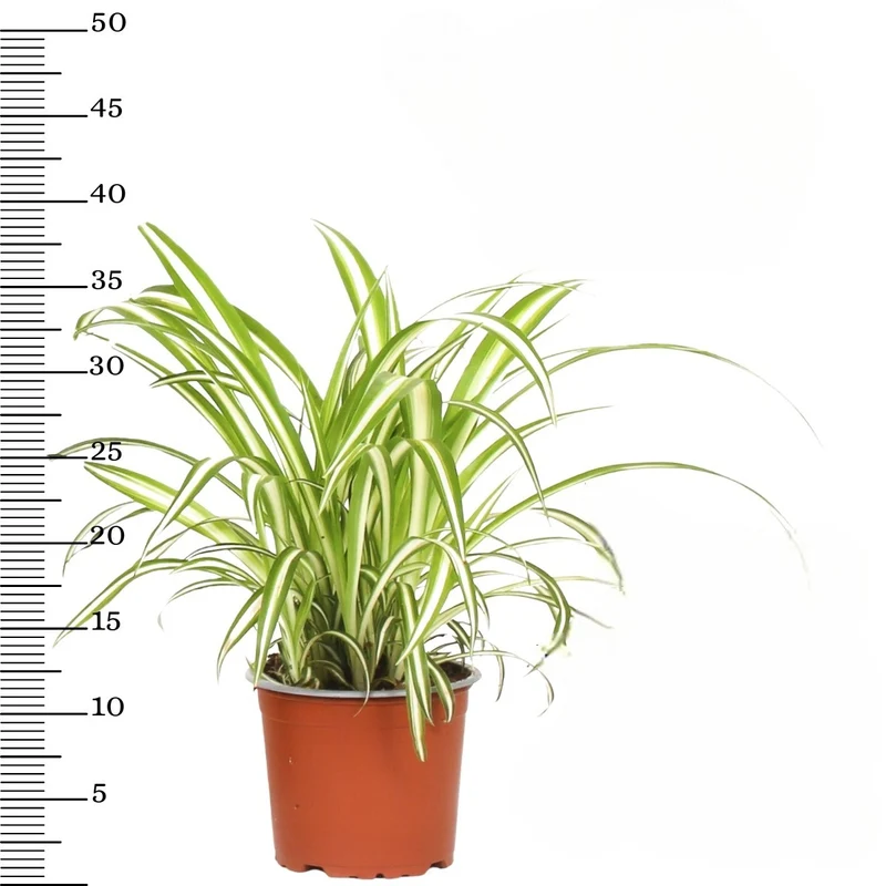 Ensemble de 4 plantes d'intérieur faciles d'entretien (1x Chlorophytum Variegatum, 1x Chamadorea Elegans, 1x Asplenium Parvati, 1x Ficus Kinky®) 30-45 cm