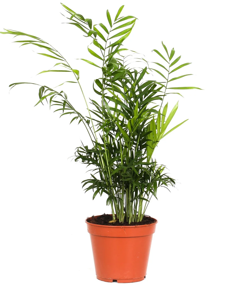 Mix de 4 Plantes tropicales d'intérieur (1x Musa Oriental Dwarf, 1x Chamadorea Elegans, 1x Dracaena Compacta, 1x Coffea Arabica) 25-50 cm