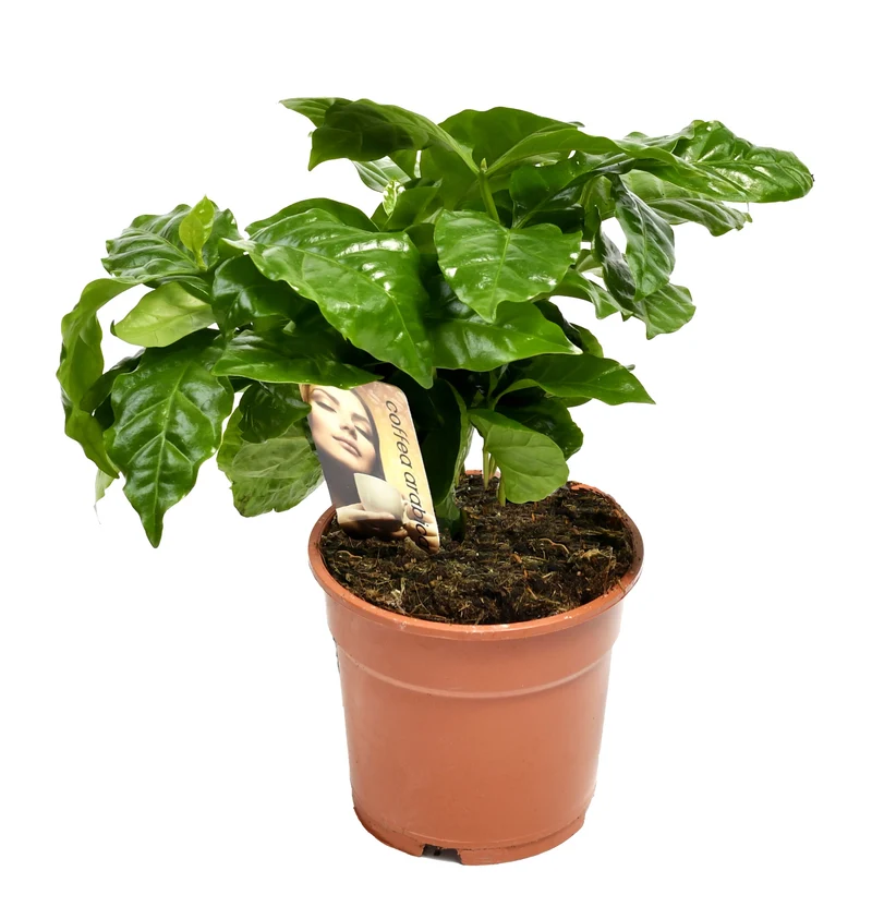 Mix de 4 Plantes tropicales d'intérieur (1x Musa Oriental Dwarf, 1x Chamadorea Elegans, 1x Dracaena Compacta, 1x Coffea Arabica) 25-50 cm