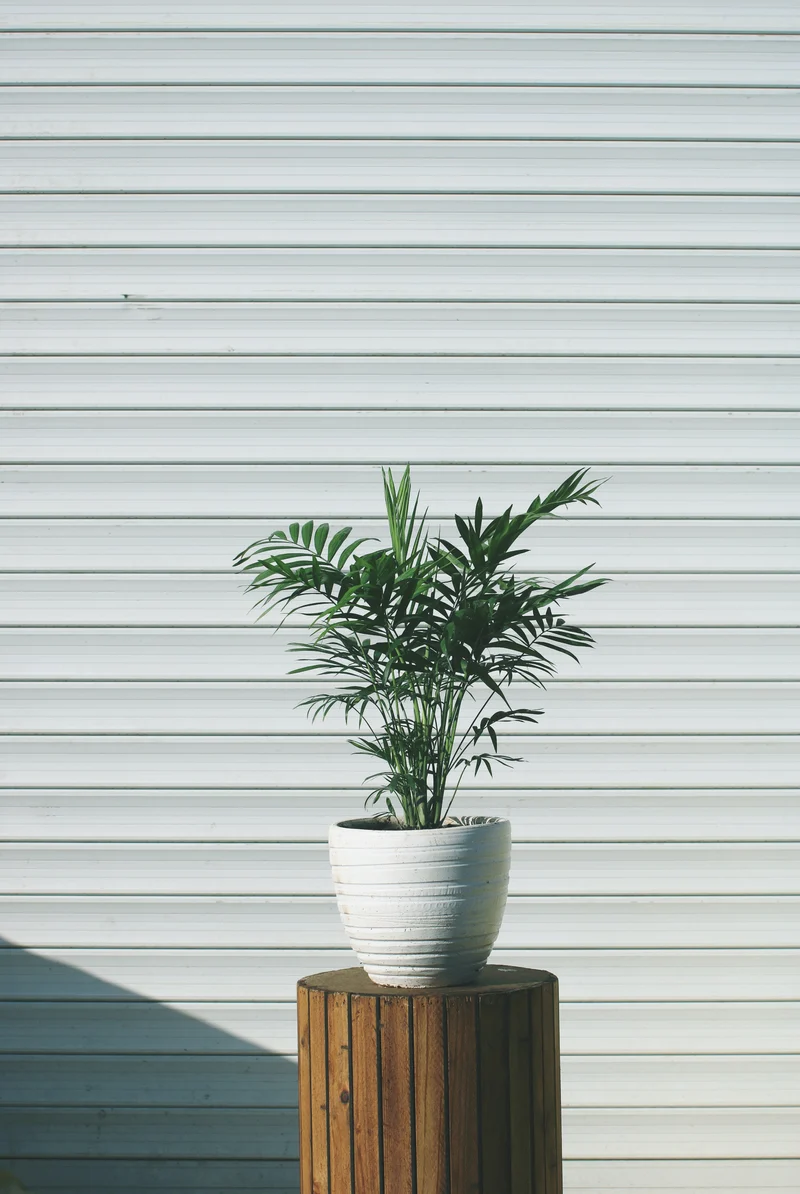 Mix de 4 Plantes tropicales d'intérieur (1x Musa Oriental Dwarf, 1x Chamadorea Elegans, 1x Dracaena Compacta, 1x Coffea Arabica) 25-50 cm
