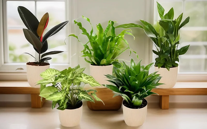 Ensemble de 5 plantes d'intérieur purificatrices d'air (1x Dracaena Compacta, 1x Ficus elastica Robusta, 1x Syngonium Arrow, 1x Spathiphyllum Korto, 1x Asplenium Antiquum) 25-45 cm