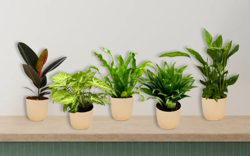 Ensemble de 5 plantes d'intérieur purificatrices d'air (1x Dracaena Compacta, 1x Ficus elastica Robusta, 1x Syngonium Arrow, 1x Spathiphyllum Korto, 1x Asplenium Antiquum) 25-45 cm