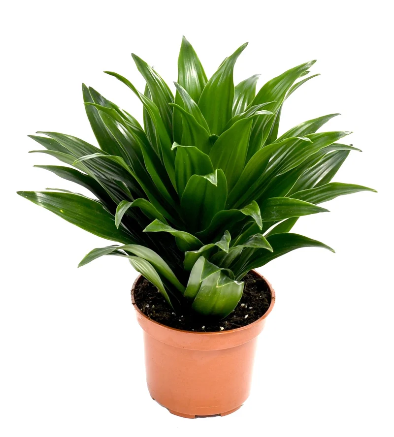 Ensemble de 5 plantes d'intérieur purificatrices d'air (1x Dracaena Compacta, 1x Ficus elastica Robusta, 1x Syngonium Arrow, 1x Spathiphyllum Korto, 1x Asplenium Antiquum) 25-45 cm