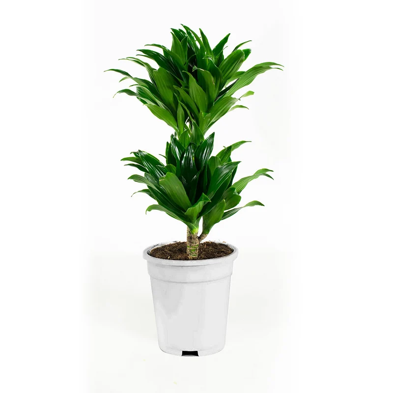 Ensemble de 5 plantes d'intérieur purificatrices d'air (1x Dracaena Compacta, 1x Ficus elastica Robusta, 1x Syngonium Arrow, 1x Spathiphyllum Korto, 1x Asplenium Antiquum) 25-45 cm