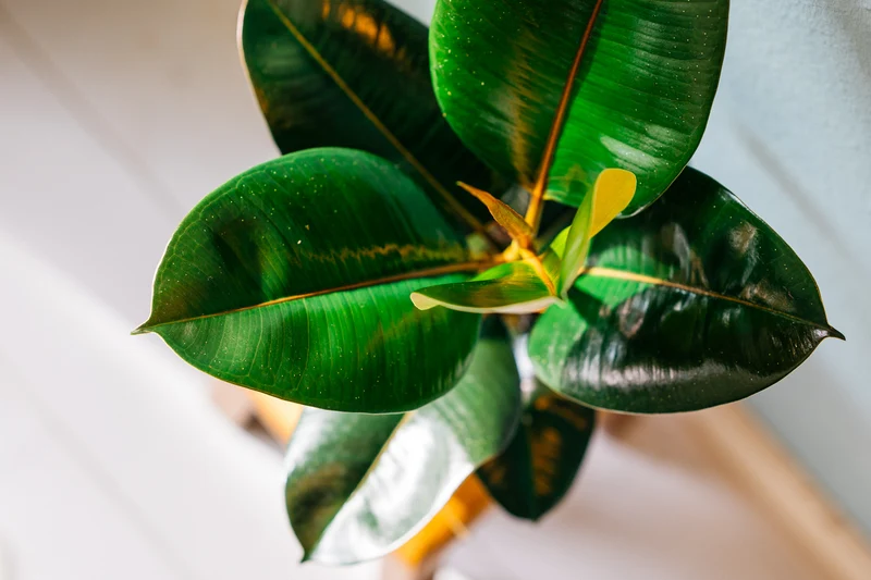 Ensemble de 5 plantes d'intérieur purificatrices d'air (1x Dracaena Compacta, 1x Ficus elastica Robusta, 1x Syngonium Arrow, 1x Spathiphyllum Korto, 1x Asplenium Antiquum) 25-45 cm