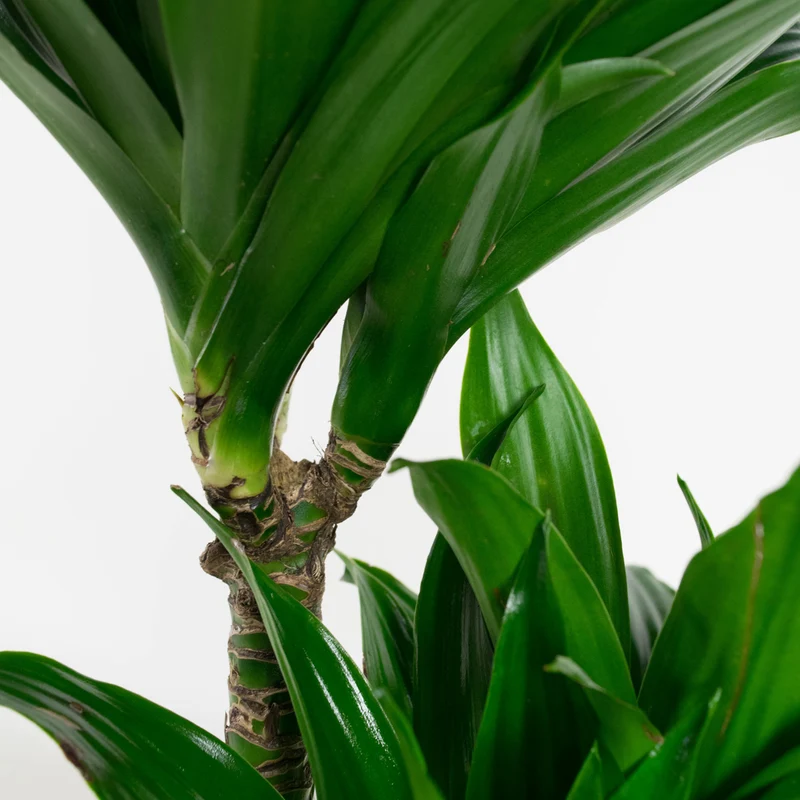 Ensemble de 5 plantes d'intérieur purificatrices d'air (1x Dracaena Compacta, 1x Ficus elastica Robusta, 1x Syngonium Arrow, 1x Spathiphyllum Korto, 1x Asplenium Antiquum) 25-45 cm