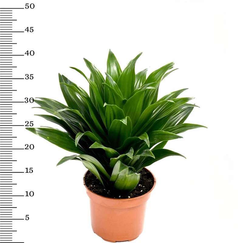 Ensemble de 5 plantes d'intérieur purificatrices d'air (1x Dracaena Compacta, 1x Ficus elastica Robusta, 1x Syngonium Arrow, 1x Spathiphyllum Korto, 1x Asplenium Antiquum) 25-45 cm