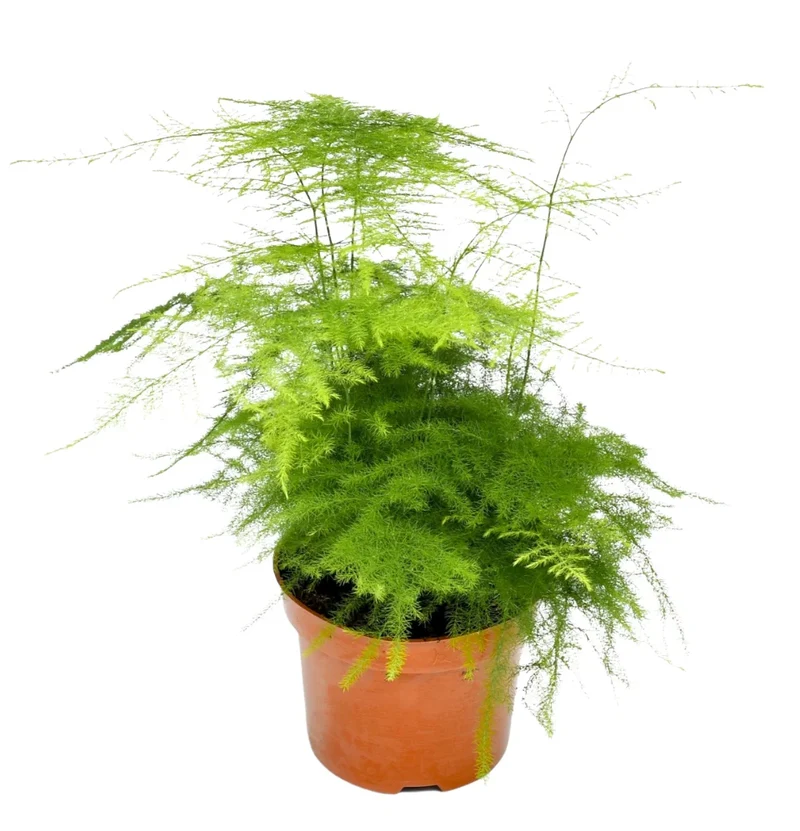 Mix premium de 4 plantes d'intérieur (1x Asparagus Plumosus, 1x Dracaena 'Compacta', 1x Syngonium Arrow, 1x Nephrolepis Boston) 20-30 cm
