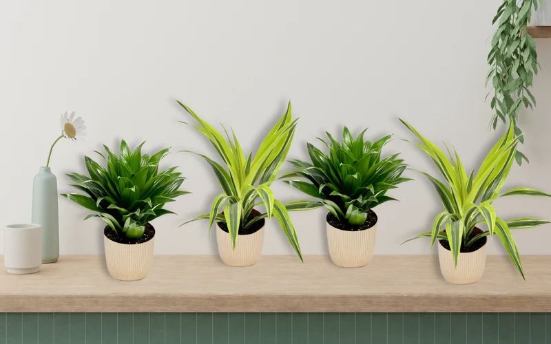 Lot de 4 Dragonniers (2x Dracaena 'Lemon Lime', 2x Dracaena 'Compacta') 25-35 cm