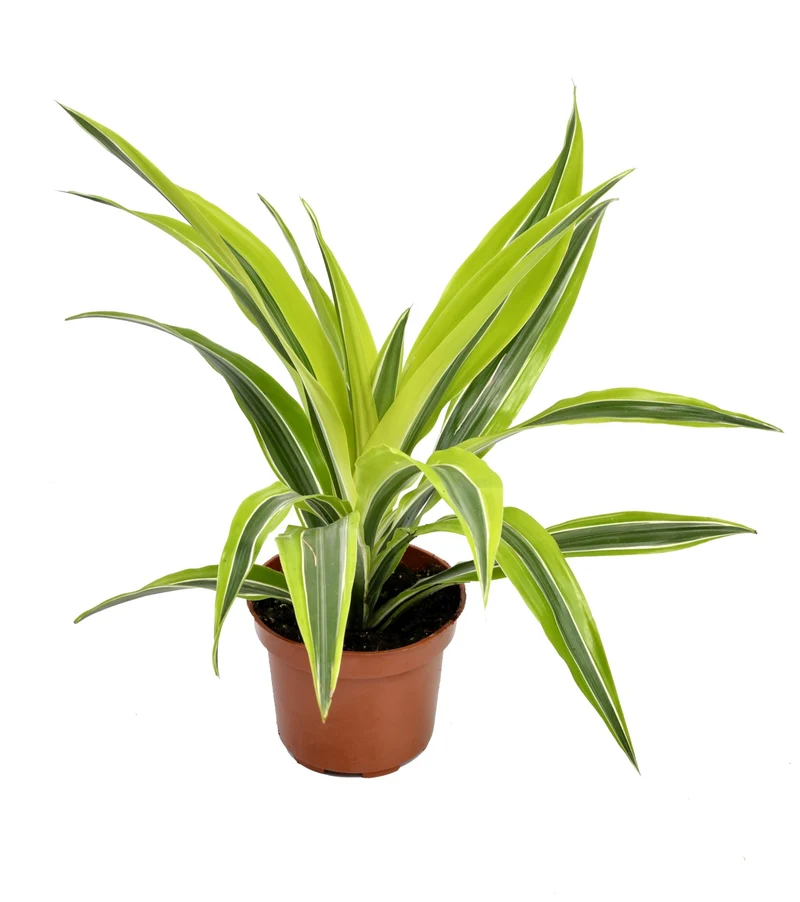 Lot de 4 Dragonniers (2x Dracaena 'Lemon Lime', 2x Dracaena 'Compacta') 25-35 cm