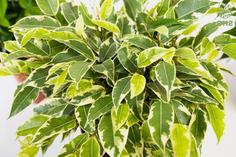 Set de 3 plantes d'intérieur Ficus benjamina (1x Ficus benjamina 'Green Kinky'®, 1x Ficus benjamina 'Kinky®', 1x Ficus benjamina 'Natasja') 25-35 cm
