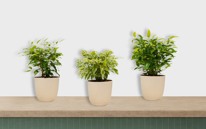 Set de 3 plantes d'intérieur Ficus benjamina (1x Ficus benjamina 'Green Kinky'®, 1x Ficus benjamina 'Kinky®', 1x Ficus benjamina 'Natasja') 25-35 cm