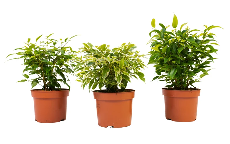 Set de 3 plantes d'intérieur Ficus benjamina (1x Ficus benjamina 'Green Kinky'®, 1x Ficus benjamina 'Kinky®', 1x Ficus benjamina 'Natasja') 25-35 cm