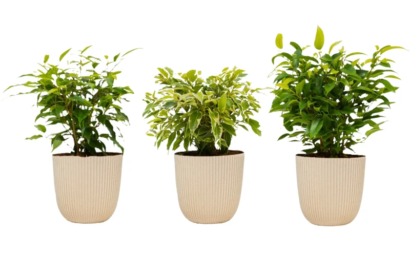 Set de 3 plantes d'intérieur Ficus benjamina (1x Ficus benjamina 'Green Kinky'®, 1x Ficus benjamina 'Kinky®', 1x Ficus benjamina 'Natasja') 25-35 cm