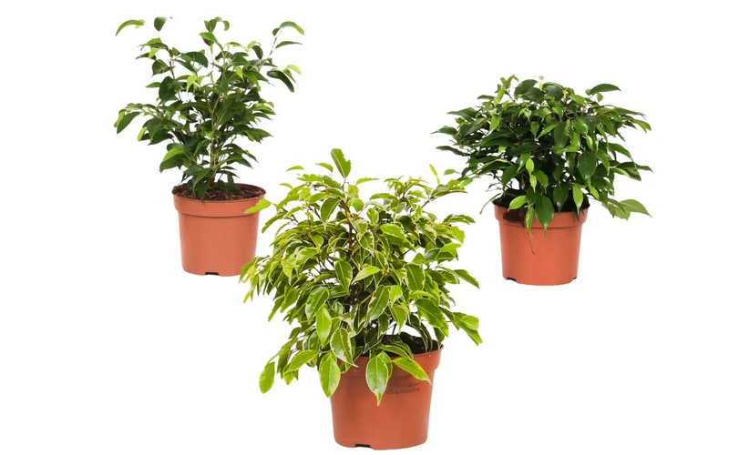Set de 3 plantes d'intérieur Ficus benjamina (1x Ficus benjamina 'Green Kinky'®, 1x Ficus benjamina 'Kinky®', 1x Ficus benjamina 'Natasja') 25-35 cm