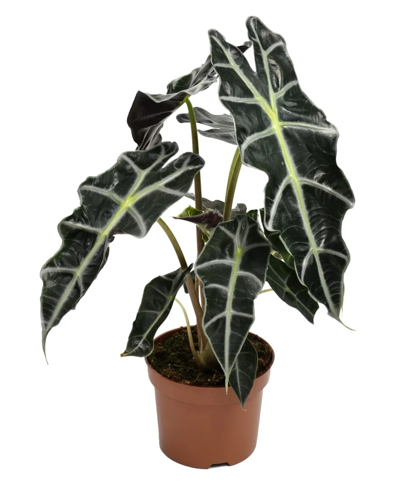 Mix exotique de 4 plantes d'intérieur (1x Alocasia 'Polly', 1x Maranta Kerchoveana, 1x Musa Oriental Dwarf, 1x Peperomia Lilian) 20-30 cm