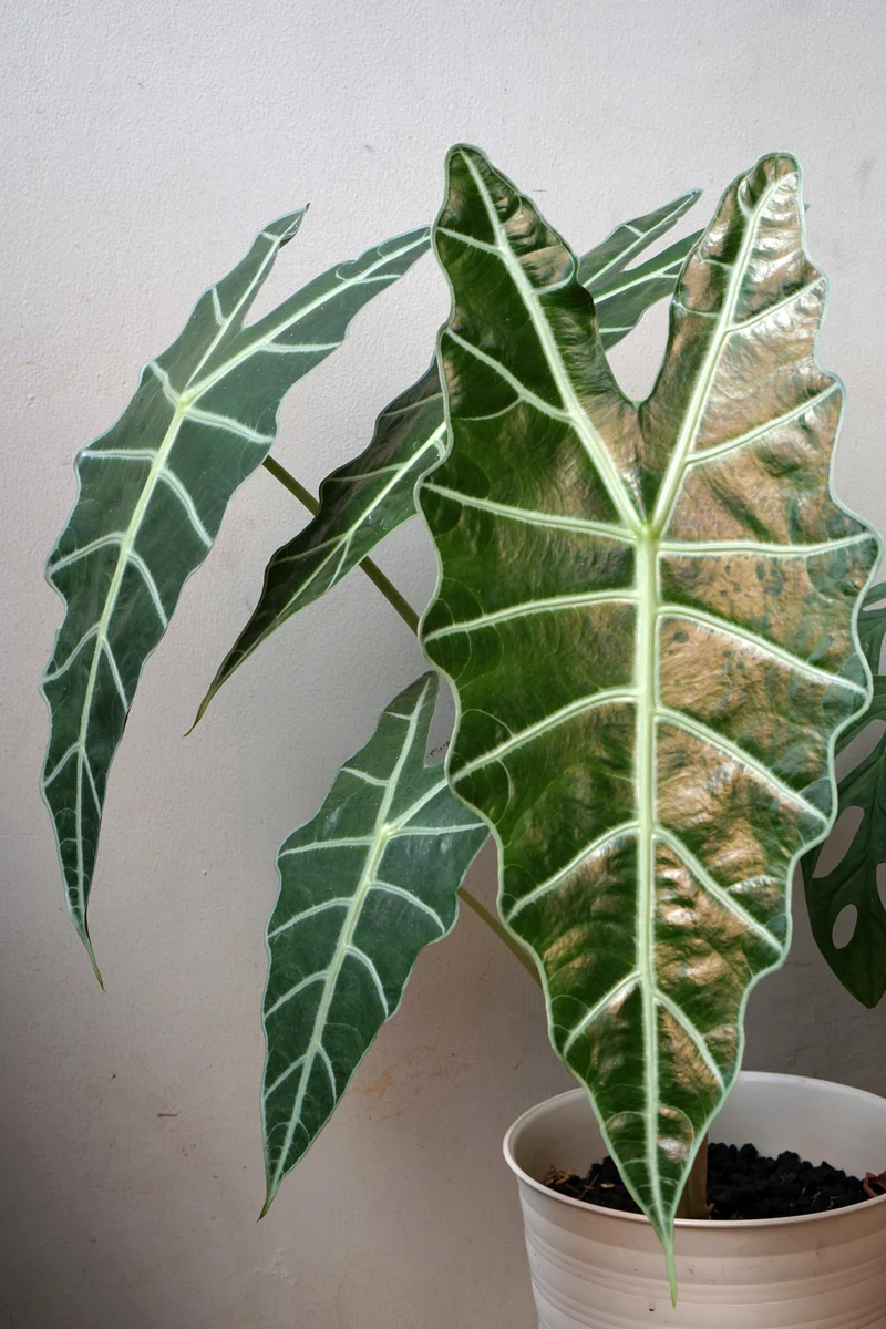 Mix exotique de 4 plantes d'intérieur (1x Alocasia 'Polly', 1x Maranta Kerchoveana, 1x Musa Oriental Dwarf, 1x Peperomia Lilian) 20-30 cm