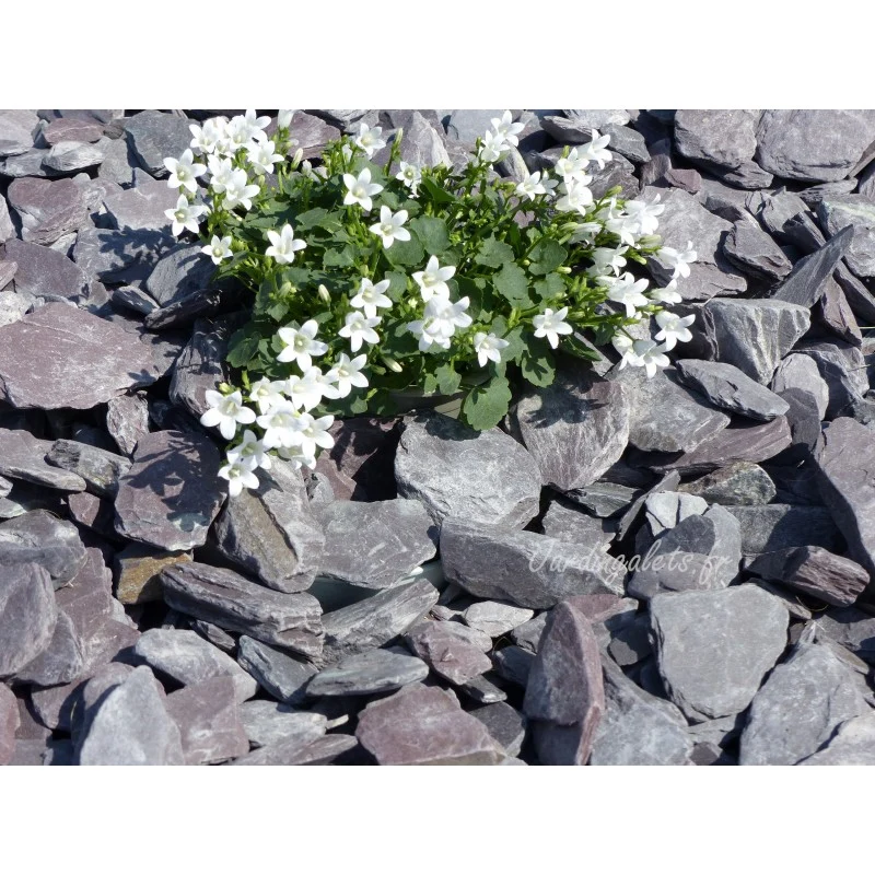 Paillage d'ardoise violine 30/50