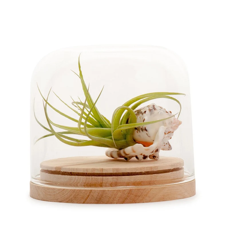 Tillandsia Dome Terrarium