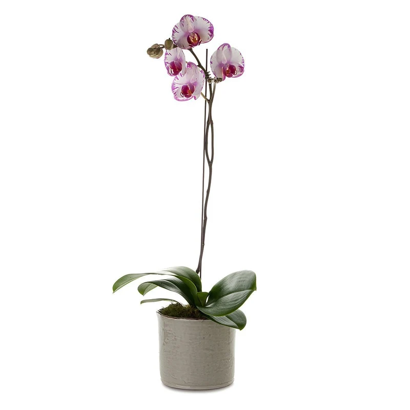 Classic Phalaenopsis Orchid Planter