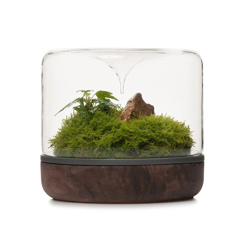 Walnut Sanctuary Rainforest Terrarium