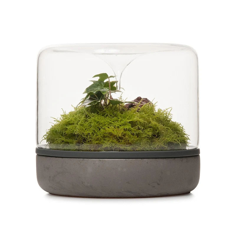 Sanctuary Rainforest Terrarium
