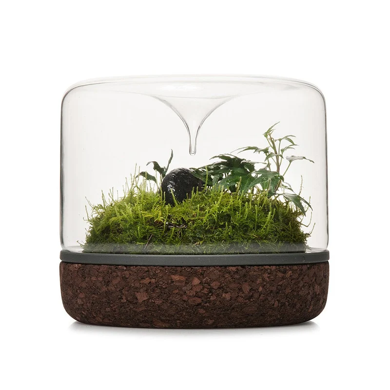 Cork Sanctuary Rainforest Terrarium