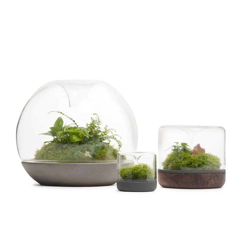 Sanctuary Rainforest Terrarium Small