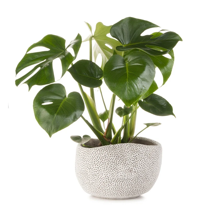 Monstera Coral Planter