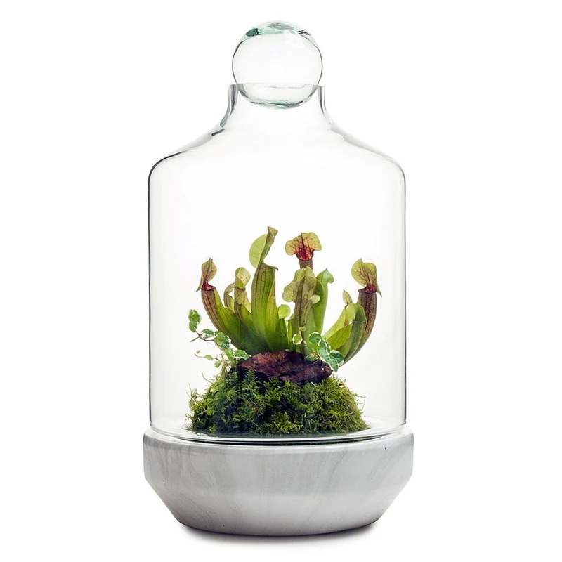 San Jose Terrarium