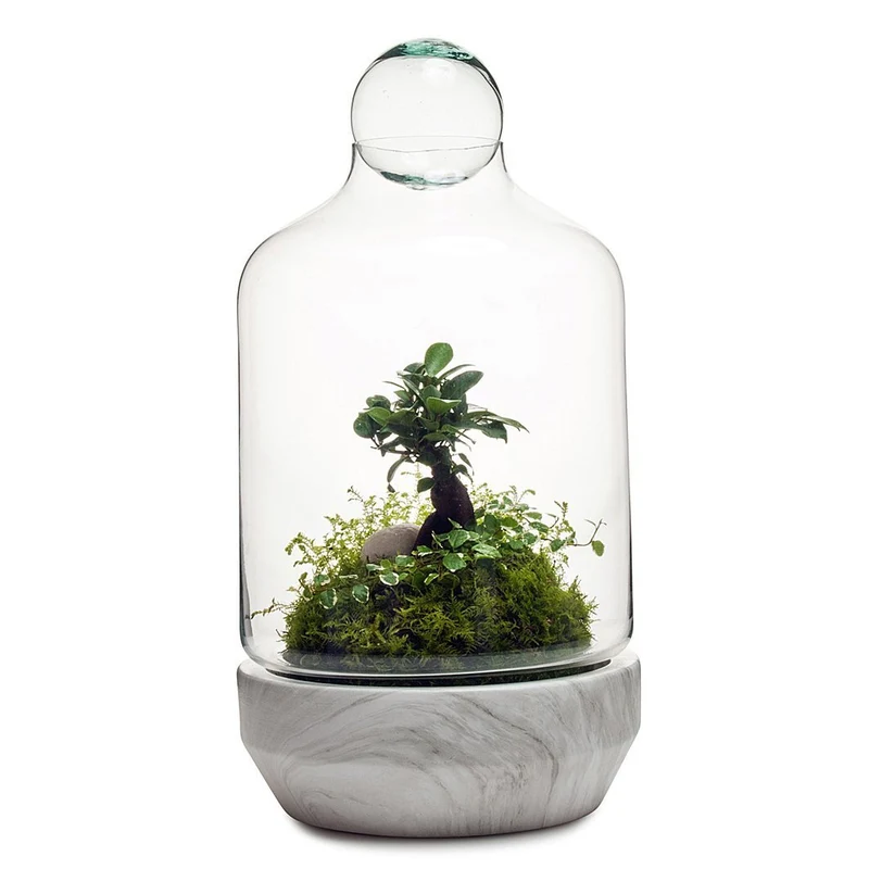 San Jose Terrarium