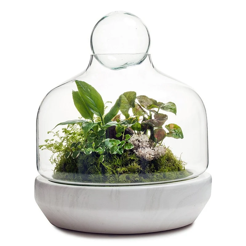 San Jose Terrarium
